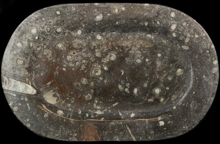 Fossil Orthoceras & Goniatite Plate - Stoneware #51435